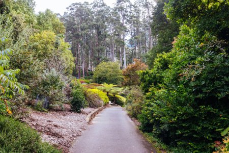 A late autumn afternoon in Dandenong Ranges Botanic Garden in Olinda, Victoria Australia