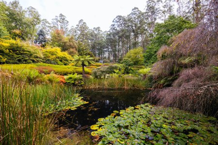 Una tarde de otoño en Dandenong Ranges Botanic Garden en Olinda, Victoria Australia