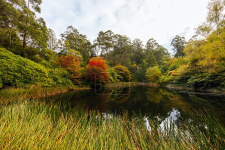 Una tarde de otoño en Dandenong Ranges Botanic Garden en Olinda, Victoria Australia