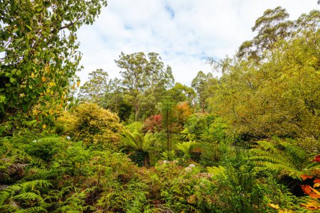 A late autumn afternoon in Dandenong Ranges Botanic Garden in Olinda, Victoria Australia
