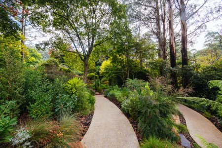 Una tarde de otoño en Dandenong Ranges Botanic Garden en Chelsea Australian Garden como parte del proyecto Olinda en Olinda, Victoria Australia