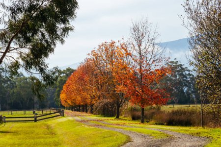Landscape long the popular Lilydale to Warburton Rail Trail on a cool autumn day in Victoria, Australia