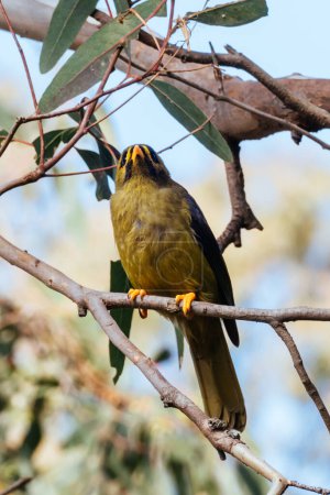 Glockenminer oder Glockenvogel, gesichtet im Royal Botanic Gardens Victoria in Melbourne, Victoria Australien