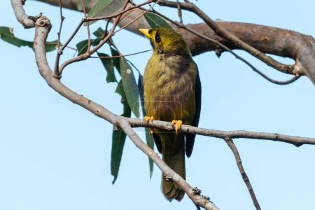 Bell Miner, or Bellbird, spotted in the Royal Botanic Gardens Victoria in Melbourne, Victoria Australia
