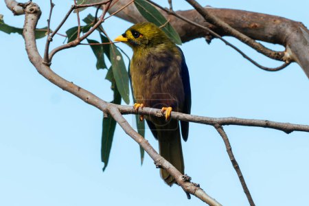 Bell Miner, or Bellbird, spotted in the Royal Botanic Gardens Victoria in Melbourne, Victoria Australia