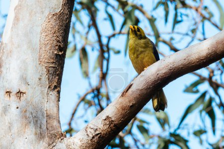 Téléchargez les photos : Bell Miner, ou Bellbird, repéré dans les Jardins botaniques royaux Victoria à Melbourne, Victoria Australie - en image libre de droit