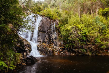 The popular Steavenson Falls during the day near Marysville, Victoria, Australia