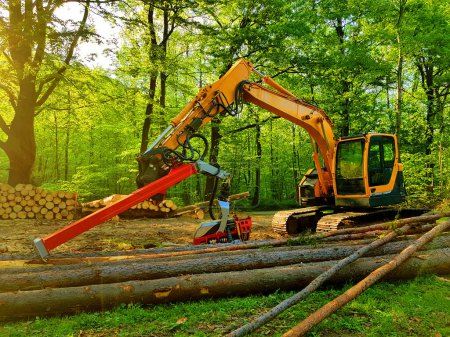 Photo for Harvester machine felling forest. Mechanical lumberjack. Tracked vehicle. - Royalty Free Image