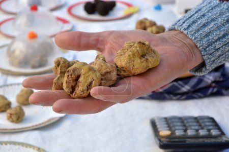 Téléchargez les photos : Un chasseur de truffe montre un groupe de truffes blanches sur le marché italien. - en image libre de droit