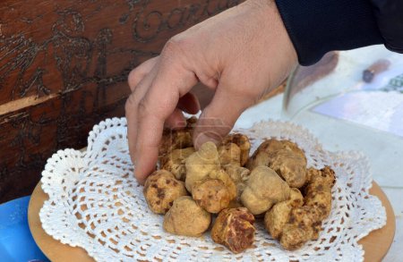 Photo for Group of white truffles in Italian market. - Royalty Free Image
