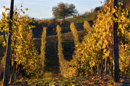 Téléchargez les photos : Vue sur les vignobles colorés de Langhe Roero Monferrato, patrimoine mondial de l'UNESCO dans le Piémont, Italie. en automne. - en image libre de droit