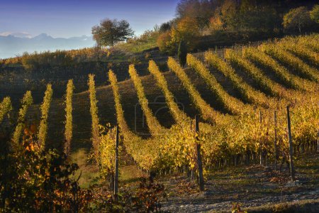 Téléchargez les photos : Vue sur les vignobles colorés de Langhe Roero Monferrato, patrimoine mondial de l'UNESCO dans le Piémont, Italie. en automne. - en image libre de droit