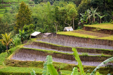 Green rice terraces in Bali, Indonasia. Beautiful nature landscape