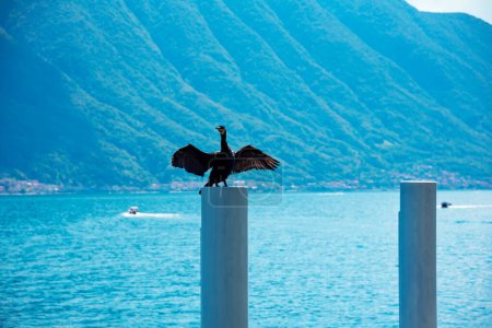 Téléchargez les photos : Bird with open wings on lake Como, Italy - en image libre de droit