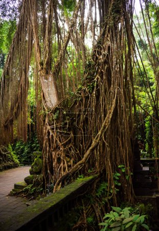 Téléchargez les photos : Forêt tropicale humide ou jungle avec des plantes luxuriantes et des lianes - en image libre de droit