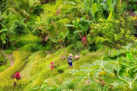 Téléchargez les photos : Famer asiatique marchant dans des rizières vertes à Bali, Indonésie - en image libre de droit