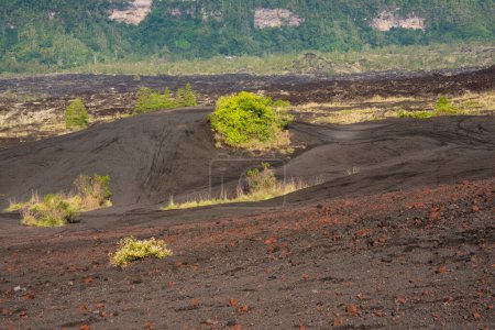 Photo for Trip to Batur volcano on Bali, Indonesia. Black lava sand and some green plants - Royalty Free Image