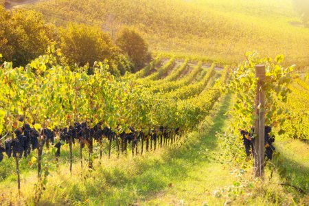 Téléchargez les photos : Vignoble coloré en automne, agriculture et agriculture - en image libre de droit