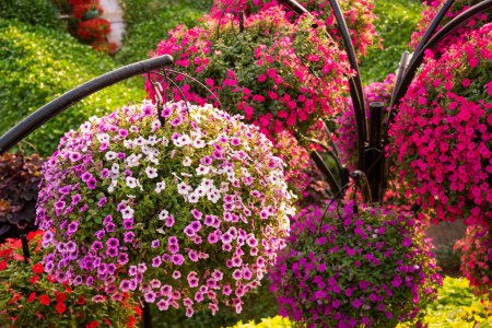 Téléchargez les photos : Belle décoration florale avec pétunias à l'extérieur - en image libre de droit