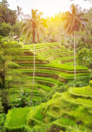 Photo for Lush rice fields on Bali island, Indonesia - Royalty Free Image