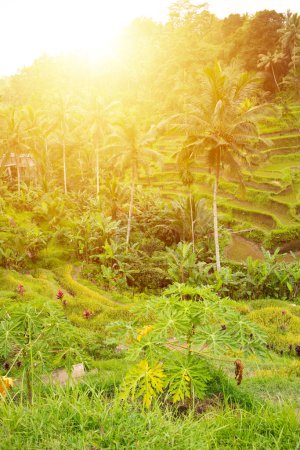 Téléchargez les photos : Plantation de rizières vertes sur l'île de Bali, Indonésie - en image libre de droit