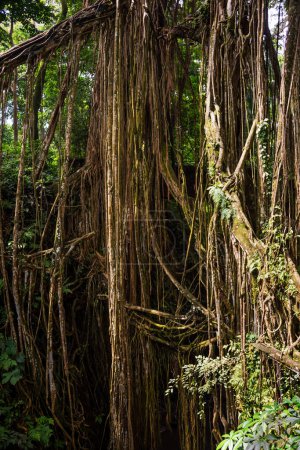 Foto de Selva tropical o selva con exuberantes plantas y lianas - Imagen libre de derechos