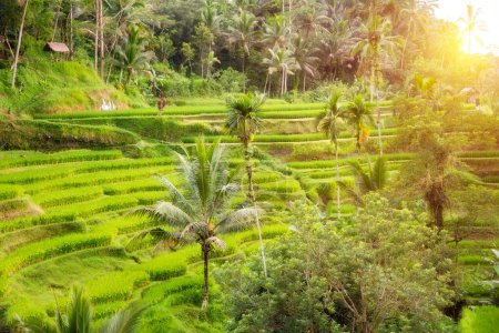 Foto de Campos de arroz exuberantes en la isla de Bali, Indonesia - Imagen libre de derechos