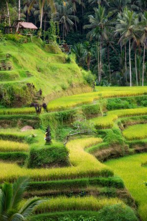 Téléchargez les photos : Plaines de riz luxuriantes sur l'île de Bali, Indonésie - en image libre de droit