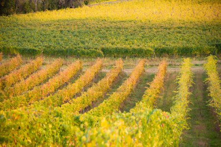 Foto de Colorido viñedo en otoño, agricultura y agricultura - Imagen libre de derechos