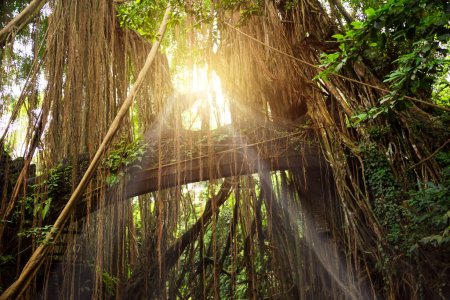 Téléchargez les photos : Pont dans la jungle avec des plantes tropicales - en image libre de droit