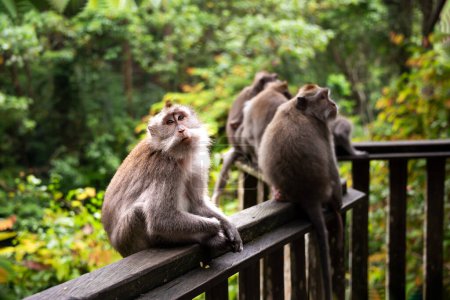 Téléchargez les photos : Groupe de singes sauvages dans la forêt tropicale humide en Asie - en image libre de droit