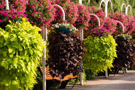 Téléchargez les photos : Beau jardin ou parc avec de nombreux pétunias colorés et autres fleurs. - en image libre de droit