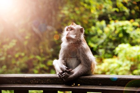 Foto de Grupo de monos salvajes en la selva tropical de Asia - Imagen libre de derechos