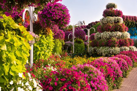 Téléchargez les photos : Beau jardin ou parc avec de nombreux pétunias colorés et autres fleurs. - en image libre de droit