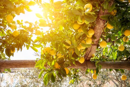 Lemons growing in a garden on Amalfi coast in Italy