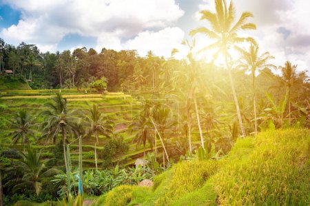 Téléchargez les photos : Plantation de rizières vertes sur l'île de Bali, Indonésie - en image libre de droit