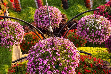 Téléchargez les photos : Belle décoration florale avec pétunias à l'extérieur - en image libre de droit