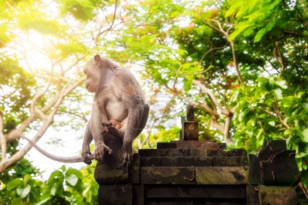 Foto de Mono salvaje sentado en un viejo templo hindú en la selva tropical en Bali, Indonesia - Imagen libre de derechos