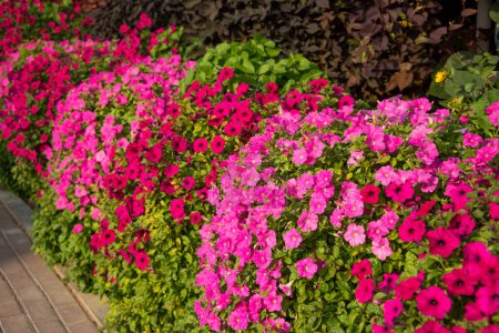 Téléchargez les photos : Beaucoup de fleurs magnifiquement arrangées dans un jardin, décoration de fleurs en plein air - en image libre de droit
