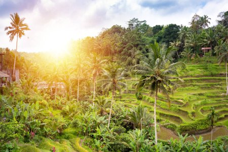 Foto de Plantación de campos de arroz verde en la isla de Bali, Indonesia - Imagen libre de derechos