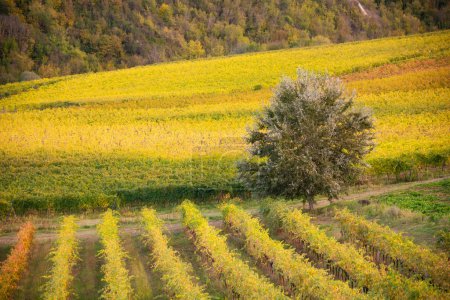 Foto de Colorido viñedo en otoño, agricultura y agricultura - Imagen libre de derechos