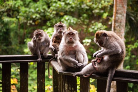 Group of wild monkeys in tropical rainforest in Asia