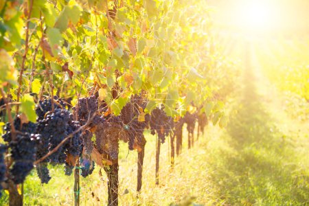 Farbenfroher Weinberg im Herbst, Landwirtschaft und Landwirtschaft