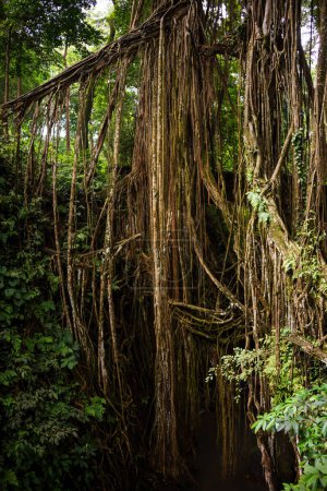 Téléchargez les photos : Forêt tropicale humide ou jungle avec des plantes luxuriantes et des lianes - en image libre de droit