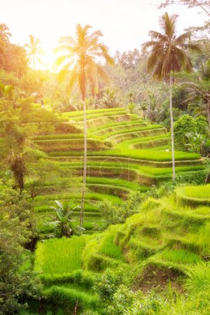 Téléchargez les photos : Plaines de riz luxuriantes sur l'île de Bali, Indonésie - en image libre de droit