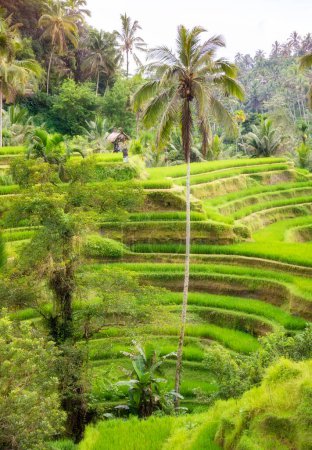 Foto de Campos de arroz exuberantes en la isla de Bali, Indonesia - Imagen libre de derechos