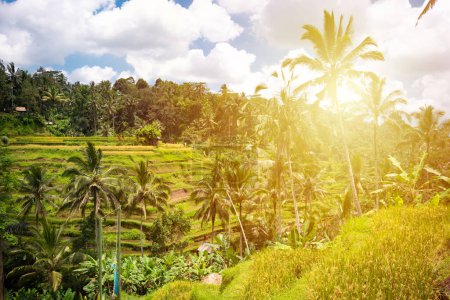 Foto de Plantación de campos de arroz verde en la isla de Bali, Indonesia - Imagen libre de derechos