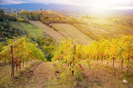 Téléchargez les photos : Vignoble coloré en automne, agriculture et agriculture - en image libre de droit