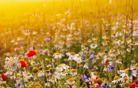 Téléchargez les photos : Marguerites et autres fleurs sauvages sur la prairie d'été au coucher du soleil - en image libre de droit