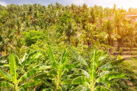 Photo for Palm tree and banana plantation on Bali, Indonesia - Royalty Free Image
